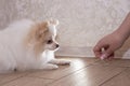 The dog is sitting on the wooden floor. White Spitz puppy. Feeding the dogs with meat. Human hand Royalty Free Stock Photo