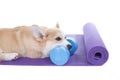 Dog sitting on a yoga mat, concentrating for exercise Royalty Free Stock Photo