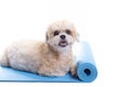 Dog sitting on a yoga mat, concentrating for exercise Royalty Free Stock Photo