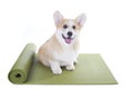 Dog sitting on a yoga mat, concentrating for exercise Royalty Free Stock Photo