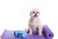 Dog sitting on a yoga mat, concentrating for exercise Royalty Free Stock Photo