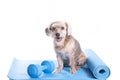 Dog sitting on a yoga mat with dumbbell, concentrating for exercise Royalty Free Stock Photo