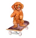 Dog on a skateboard. Cheerful poodle. Trained puppy. Watercolor