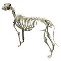 Dog Skeleton Anatomy - Anatomy of a Male Dog Skeleton Royalty Free Stock Photo