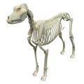 Dog Skeleton Anatomy - Anatomy of a Male Dog Skeleton Royalty Free Stock Photo