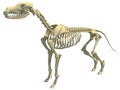 Dog Skeleton animal anatomy 3D rendering Royalty Free Stock Photo