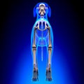 Dog Skeleton - Canis Lupus Familiaris Anatomy - back view