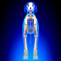 Dog Skeleton - Canis Lupus Familiaris Anatomy - front view