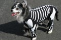 Dog in skeleton costume