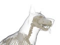 A dog skeleton Royalty Free Stock Photo