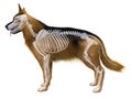 The dog skeleton Royalty Free Stock Photo