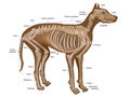 Dog skeleton with major bone elements. Canine skeleton veterinary. Royalty Free Stock Photo