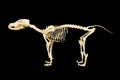 Dog skeleton model