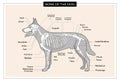 Dog skeleton veterinary vector illustration, dog osteology, bones Royalty Free Stock Photo