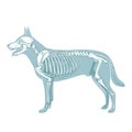 Dog skeleton veterinary vector illustration Royalty Free Stock Photo