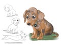 Dog sketch and colored illustrations