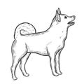 Dog in sketch style