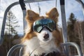 dog with ski goggles on chairlift looking at camera