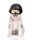 Dog in ski helmet and goggles for skiing. isolated on white Royalty Free Stock Photo