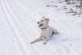 Dog on ski route