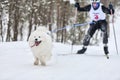 Dog skijoring competition