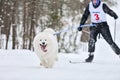 Dog skijoring competition