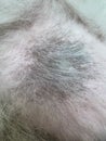 Dog skin color and texture change to darker.Hyperpigmentation disease,problem health