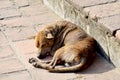 Dog skin leprosy sleeping