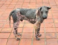 Dog skin leprosy