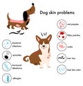 Dog skin problems,disease.Infographic icons with different symptoms and reasons of allergy, pimples and scabs.