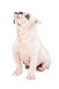 Dog With Skin Rash From Mange Royalty Free Stock Photo