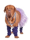 Dog with skirt and leg warmers Royalty Free Stock Photo