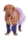 Dog with skirt and leg warmers