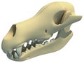 Dog Skull animal 3D rendering