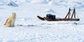 Dog and Sled Royalty Free Stock Photo