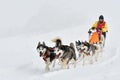 Dog sled competition