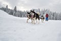 Dog sled competition