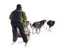 Dog Sled Musher and Dog Team Against White Royalty Free Stock Photo