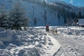 A dog sled pulls a sleigh on a snowy road Royalty Free Stock Photo
