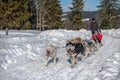 A dog sled pulls a sleigh on a snowy road