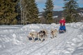 A dog sled pulls a sleigh on a snowy road