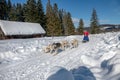 A dog sled pulls a sleigh on a snowy road