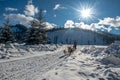 A dog sled pulls a sleigh on a snowy road. A wonderfully shining sun in the blue sky