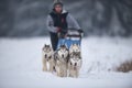 Dog sled race competition