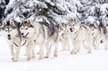 dog sled race with huskies Royalty Free Stock Photo