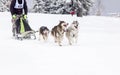 dog sled race with huskies Royalty Free Stock Photo