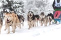 Dog sled race Royalty Free Stock Photo