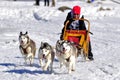 Dog sled race