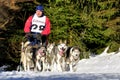 Dog sled race
