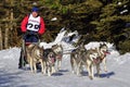 Dog sled race